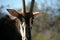 African Male Sable Portrait