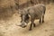 African male warthog called boars with tusks and large facial wattles in Tanzania