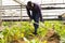 African male worker caring of beetroot plants