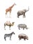 African mammals.