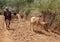 African man and cattle