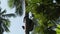 An African Man Climbs a Palm Tree in Tropical Forest, Jungle of Zanzibar