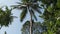 An African Man Climbs a Palm Tree in Tropical Forest, Jungle of Zanzibar