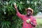 African man farmer show mango fruit in organic farm.Agriculture or cultivation concept