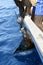 African man holding sailfish on sport fishing boat