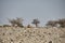 African maned lion lying on gravel plain in Etosha Namibia