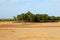 African Mangrove trees in ebb