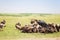 African marabou feeding among the vultures flock