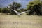 African Marabou flying over the savanna at Erindi