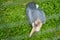 African marabou on green grass