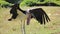 African Marabou (Marabou Stork) spreading its wings while standing in grass