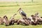 African marabou in the middle of vultures flock