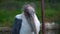 African marabou stands in zoo. Leptoptilos crumeniferus. bird is large. Old
