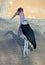 African Marabou stork