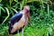 African marabou stork