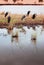 African Marabou stork birds near swamp pond of Serengeti Savanna - African Tanzania Safari trip