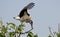 African marabou stork, Murchison Falls National Park, Uganda
