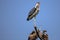 African Marabou waiting to feed on a Buffalo Carcass