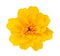 African Marigold