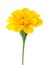 African Marigold