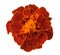 African Marigold