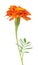 African Marigold