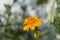 African marigold