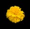 African marigold blooming flower close up isolated on black background