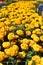 African Marigold flowers at flower show in Kodaikanal Tamil Nadu, India