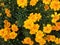 African marigold flowers . Top view.