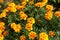 African Marigold in garden