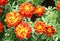 African marigold has a lot of blossoms. Colorful and beautiful