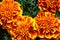 African marigold- Marvel Orange flowers, are edible