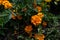 African marigold-Tagetes erecta L