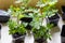 African marigold tagetes seedlings in the small black pots with black soil