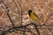 African masked weaver