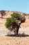 African masked weaver big nest on tree