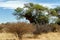 African masked weaver big nest on tree