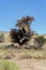 African masked weaver big nest on tree