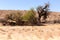 African masked weaver nest on kgalagadi