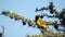 African Masked Weaver Standing On The Spiky Branches Of A Tree And Getting Ready To Fly Away In El