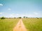 African meadow landscape road during safari drive in Tarangire National Park, Tanzania