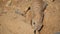 African meerkat in the sands of the African savannah. A predatory mammal from the mongoose family