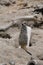 African Meerkat wild life photos