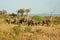 African miombo woodland with group elephants