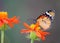 African Monarch butterfly on a flower-Stock Photos