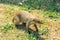African Mongoose in Etosha