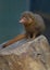 African mongoose is sitting on a tree stub. Portrait. Cute mongoose portrait closeup. Asia mongoose