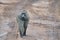 African monkey walking on road