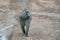 African monkey walking on road